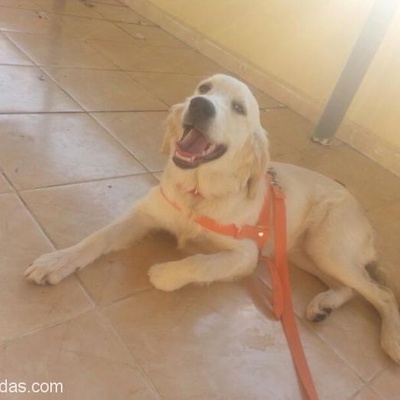 Golden Cinsi Köpek Almak İsteyenlere Duyuru, Malatya