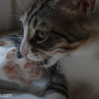 3 Aylık Yavru Kedi Jon Snow Yuva Arıyor - Ücretsizdir, İstanbul