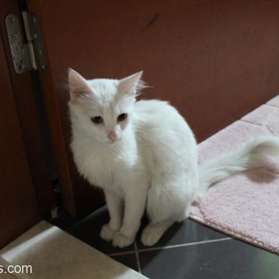 Beyaz Kedi, Sevecen, Evinden Ayrılmış, İstanbul