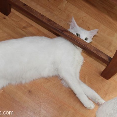 Beyaz Kedi, Sevecen, Evinden Ayrılmış, İstanbul
