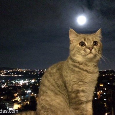 Kedim Yumak'A Yeni Yuva Arıyorum, İstanbul