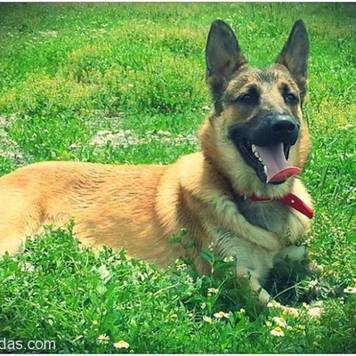 28 Aylık Kırma Alman Çoban Köpeğime Yuva Arıyorum, Ankara