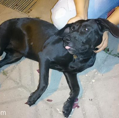 Siyah Dişi Labrador Acil Yuva Arıyor!!!, Ankara