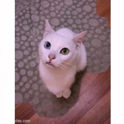 Van Kedisi Cinsi Kendimi Çiftleştirmek İstiyorum. Aynı Irk Kedi Sahipleri Lütfen İletişime Geçiniz., İstanbul