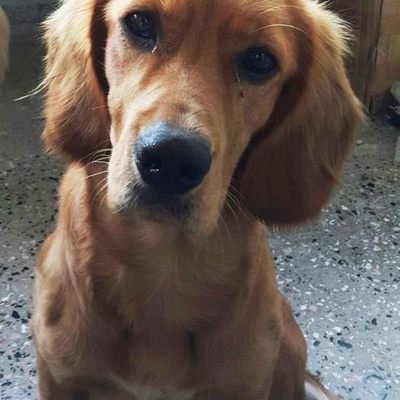 1 Yaşlarında Cocker Kırması Olduğu Tahmin Edilen Köpek Bulunmuştur, Ankara
