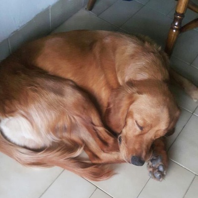 1 Yaşlarında Cocker Kırması Olduğu Tahmin Edilen Köpek Bulunmuştur, Ankara