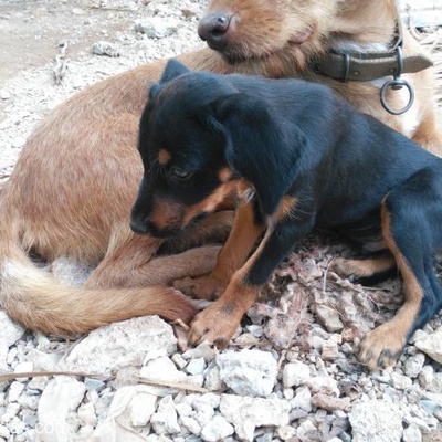 Yavru Köpeğimizi Sahiplendirmek İstiyoruz, Antalya