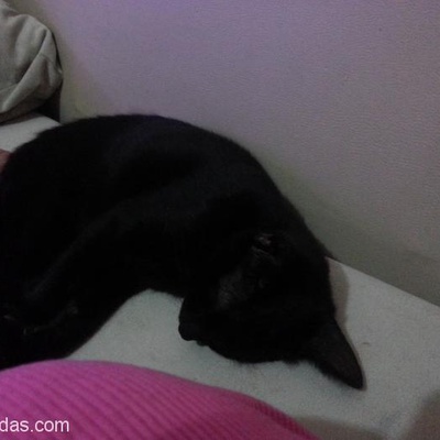 Kara Kedi Kira'Ma Aile Arıyorum, İzmir