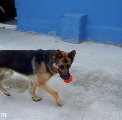 Alman Kurdu Olan Köpeğimi Sahiplendirmek İstiyorum, İstanbul