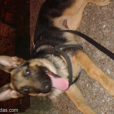 Alman Kurdu Olan Köpeğimi Sahiplendirmek İstiyorum, İstanbul