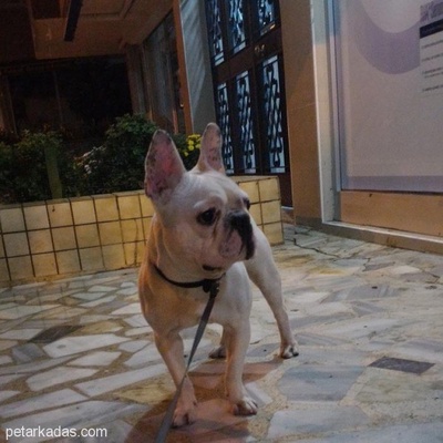 Fransız Bulldog (Ücretsiz Sahiplendirilecek) 1 Yaşında Acil, İstanbul
