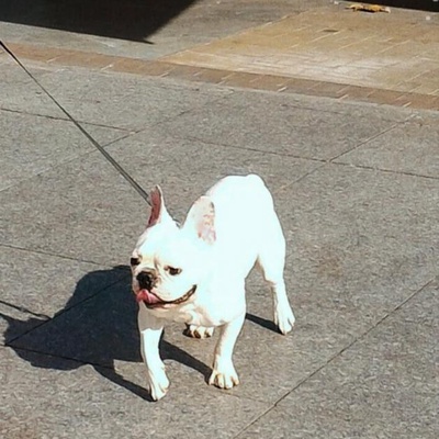 Fransız Bulldog (Ücretsiz Sahiplendirilecek) 1 Yaşında Acil, İstanbul