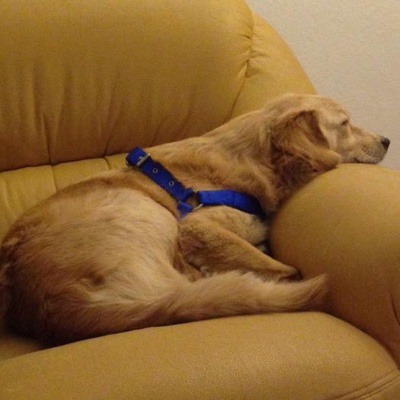Kızımız Çok Akıllı Diğer Köpeğimle Sorun Yaşadığı İçin Sahiplendirmek İstiyorum, Adana