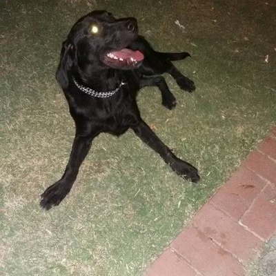 Saf Kan Dişi Labrador Ücretsiz, İzmir