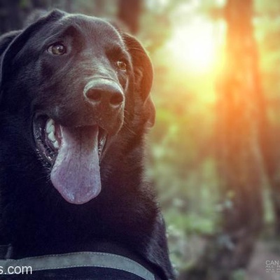 Marley 10 Aylık Labrador Retriever Siyah Yeni Yuvasını Arıyor, Karabük