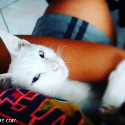 Ankara Kedisi Dişi 4 Aylık Acil Yuva, Balıkesir