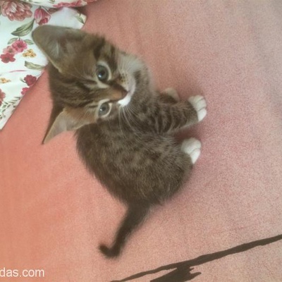 Bengal-Tekir Kırması Kedimin Dişi Yavrusuna Yuva Arıyorum, Antalya