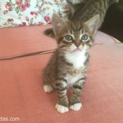 Bengal-Tekir Kırması Kedimin Dişi Yavrusuna Yuva Arıyorum, Antalya