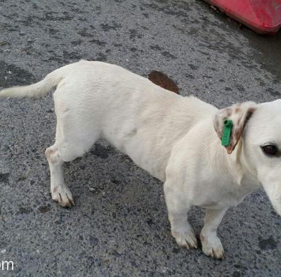 Küçük Irk Beyaz Erkek Köpek Ömürlük Yuva Arıyor., İstanbul