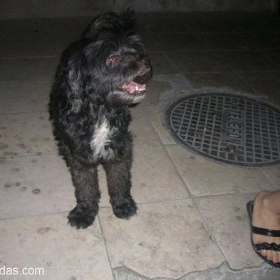 16 Yaşındaki Köpeğimiz Eros Kayıp (Siyah Teriyer ), İzmir