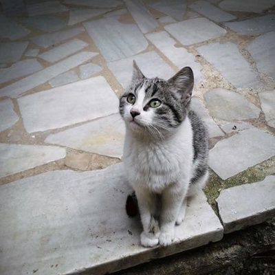 Looking For A Cute Cat? Yavru Kedi, Temiz Baktım. Tüyleri Çok Güzel., İstanbul