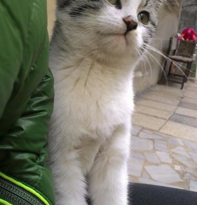 Looking For A Cute Cat? Yavru Kedi, Temiz Baktım. Tüyleri Çok Güzel., İstanbul