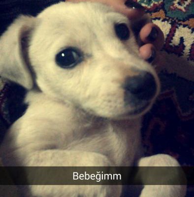 Acil Köpeğe Bakabilecek Geçici Bir Sahip Aranıyor, İzmir