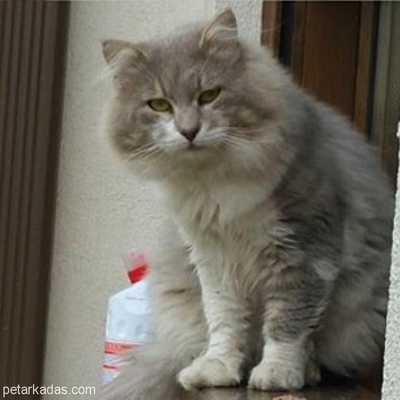 İran Melezi Kedi. 3 Yaşında Ve Erkek. Aşıları Tam. Sokağa Bırakılmış. Yuva Arıyoruz🙏🏼, İstanbul