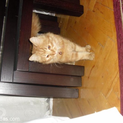 Bursa/ Nilüfer Sokağa Atılan Kedi İçin Geçici/Kalıcı Yuva Arıyorum, Bursa