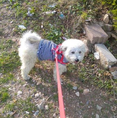 İngiliz Terrier Ücretsiz İzmir, İzmir
