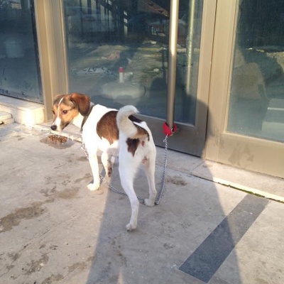 Boş Daireye Terk Edilmiş Jack Russel Terrier Kız, İstanbul
