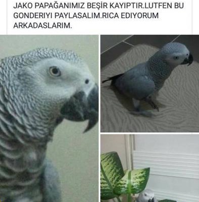 Kayıp Papağan Jako Beşir, İstanbul