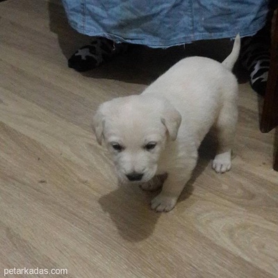 Beyaz Erkek Labrador Yavrusuna Yuva Arıyoruz., İstanbul