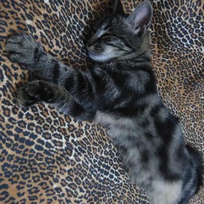 Kötü Kedi Şerafettin'İn Bir Gözü Görmüyor Ama Kalbi Sevgi Dolu, Konya