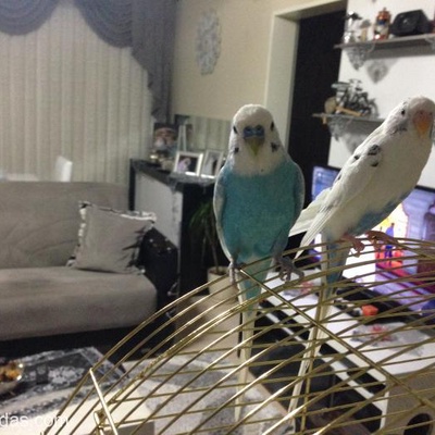 Muhabbet Kuşlarım Yeni Sahibini Arıyor, İzmir