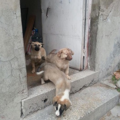 Yavru Köpekler Yuva Arıyor, Ankara