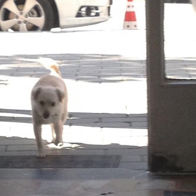 Köpeğim Kayboldu Lütfen Görenler Bana Ulaşsın, Bursa