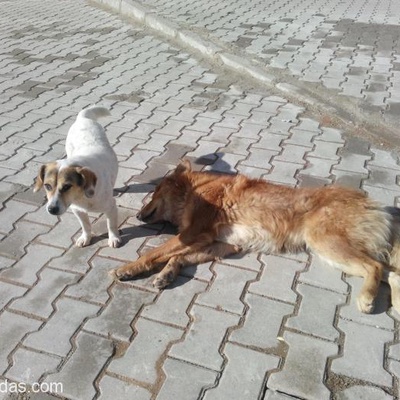 Küçük Cins Köpekler, Kırıkkale