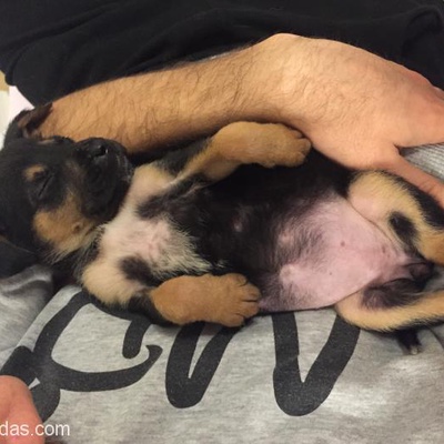 Henüz 1 Aylık Olan Dişi Rottweiler Kırması, İzmir