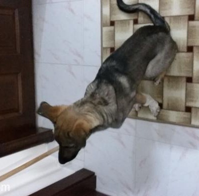 Kurt Köpeği Kangal Kırması 1 Yaşında Tüm Aşıları Ve Kimlik Kartı Tamamlanmıştır. Ücretsiz, Ankara