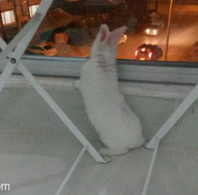 1,5 Aylık Beyaz Erkek Tavşan + Kafes + Mama + Talaş + Bakım Seti, Antalya
