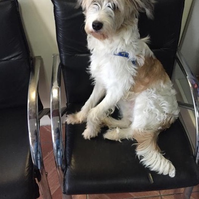 Bolt İçin Yeni Yuva Arıyoruz 8 Aylık Erkek Terrier, Antalya