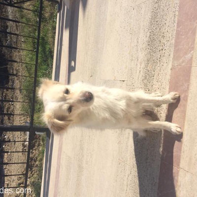 Fındık Kızımız Sıcak Yuva Arıyor. Çok Değerli Safkan Rus Köpeği. Çok Narin Ve Sadakar. Az Yer., Antalya