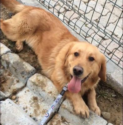 1 Yaş Civarı, Kısır, Çocuklarla Ve Köpeklerle Arası Çok İyi Oğlumuz, Onu Ömür Boyu Sevecek Ailesini, İstanbul