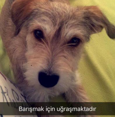 Terrier Vega'Ya Yeni Yuva Arıyoruz. İzmir-Balçova, İzmir