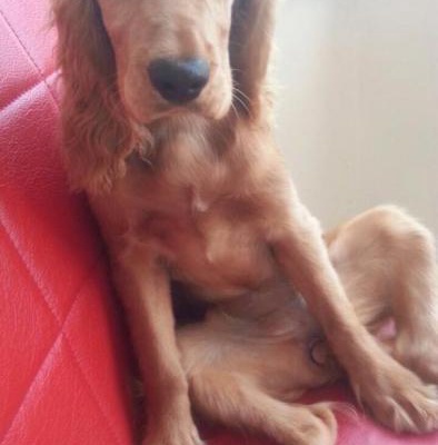 1 Yaşında Amerikan Cocker Cinsi Köpeğim Kayıp, İstanbul
