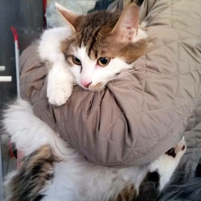 6 Aylık Ankara Kırması Pofuduk Erkek Kedi Köpük Yuvasını Arıyor, Ankara