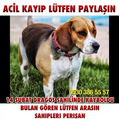 Acil Kayıp İstanbul Dragos Sahilinde Şişman Dişi Beagle Kayıp, İstanbul