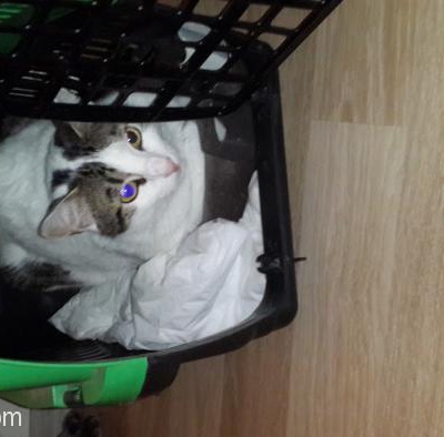 4 Levent Başka Kedilerden Korkuyor Taşıma Kabindan Çıkmıyor  Kısır Ev Kedisi Melek Huylu Ücretsiz, İstanbul
