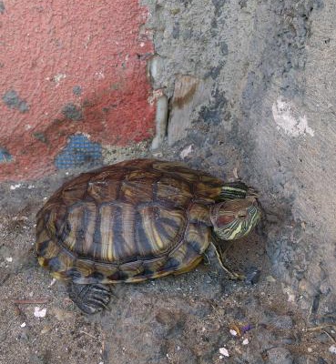 Kaplumbağalarıma Yuva Arıyorum.., İstanbul